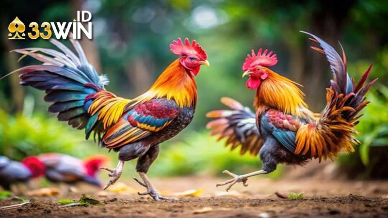 đá gà thomo vô cùng đa dạng