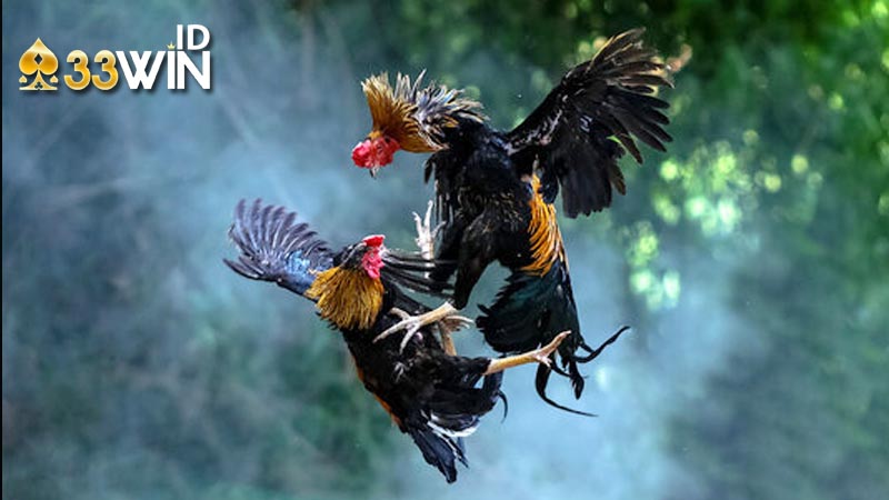 Đá gà Campuchia – Giới thiệu và các bí quyết giúp bạn giành chiến thắng 5 cách nhận định kê chiến tại 33win