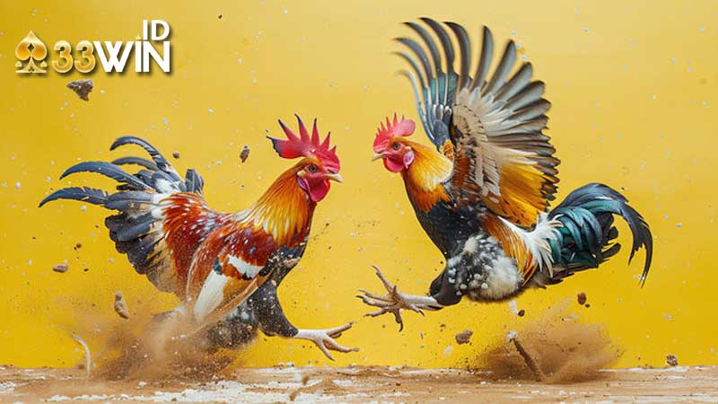 đá gà tre là gì