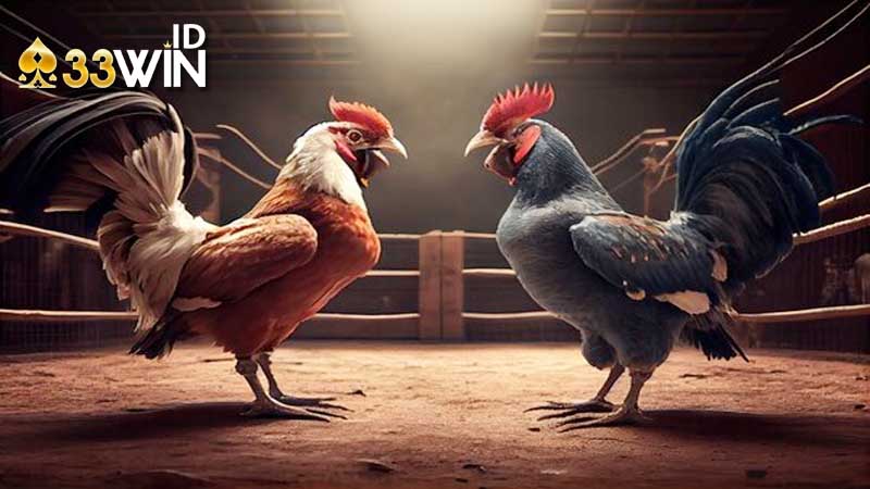 Hướng dẫn luật cá cược đá gà cựa sắt