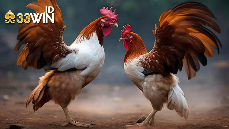 cách tính thắng thua tại 33win