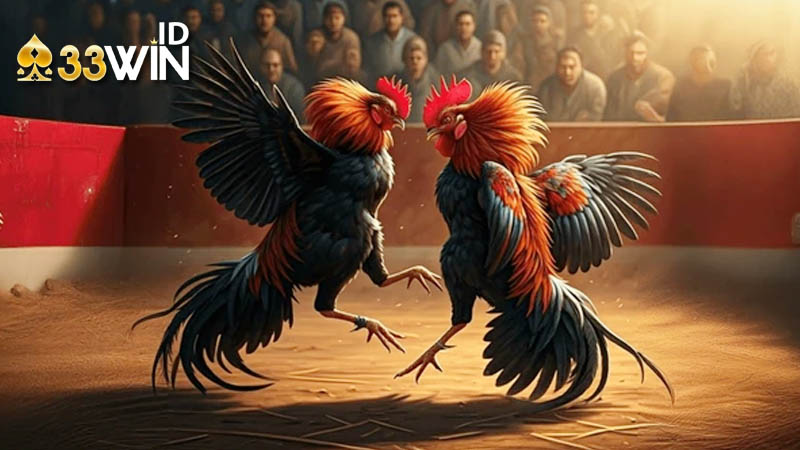 Tìm hiểu về đá gà trực tuyến